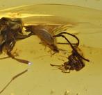 Birmese Amber - Fossiele cabochon - Detailed Hymenoptera, Verzamelen, Mineralen en Fossielen