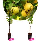 Cydonia oblonga Kweepeer + Pot 9cm 2 stuks, Tuin en Terras, Planten | Fruitbomen, Halfschaduw, Verzenden