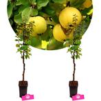 Cydonia oblonga Kweepeer + Pot 9cm 2 stuks, Verzenden, Halfschaduw