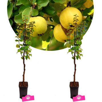 Cydonia oblonga Kweepeer + Pot 9cm 2 stuks beschikbaar voor biedingen