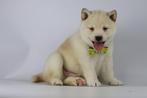 Shiba Inu Pups - wit / creme kleurig, Dieren en Toebehoren, België, 8 tot 15 weken, Rabiës (hondsdolheid), Poolhond