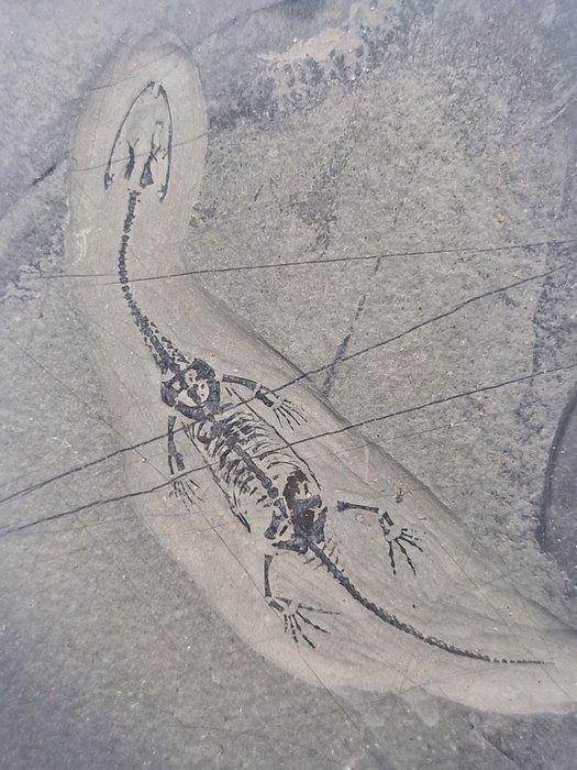 Vis - Gefossiliseerd dier - Keichousaurus - 7.7 cm, Verzamelen, Mineralen en Fossielen