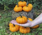 Sam orange kleinere halloween  - basiseenheid oranje, Hobby en Vrije tijd, Nieuw, Ophalen of Verzenden