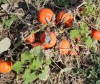 Amoro F1 Kabocha Kabocha, Hobby en Vrije tijd, Knutselen, Ophalen of Verzenden, Nieuw