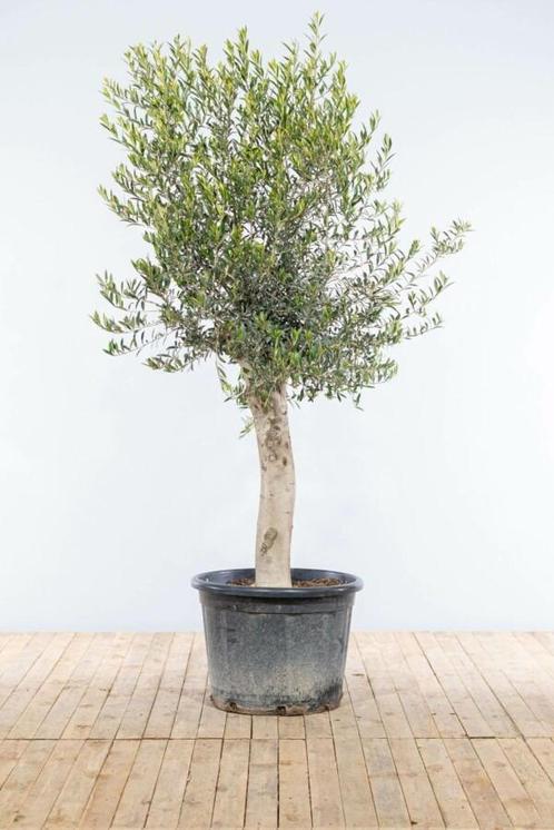 Olijfboom Olea Europea Op stam 30-40 175-200 Pot, Tuin en Terras, Planten | Tuinplanten