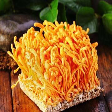 Cordyceps Sinensis Extract - 100 Capsules a 350mg beschikbaar voor biedingen