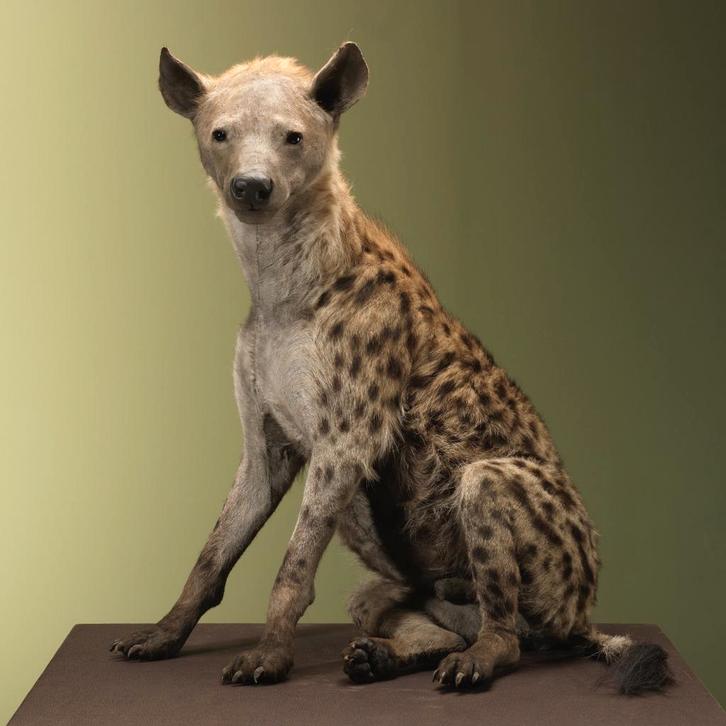 Gevlekte Hyena Taxidermie Opgezette Dieren By Max, Verzamelen, Dierenverzamelingen, Opgezet dier, Nieuw, Wild dier, Ophalen of Verzenden