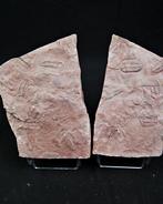 Trilobiet - Fossiele sterfteplaat - Placa Trilobite positivo