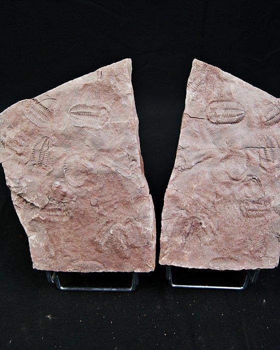 Trilobiet - Fossiele sterfteplaat - Placa Trilobite positivo, Verzamelen, Mineralen en Fossielen