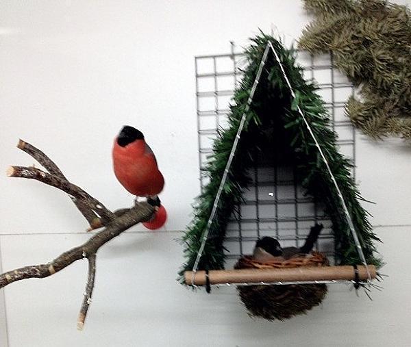 Balispreeuw en prachtige vogelnesten, Dieren en Toebehoren, Vogels | Overige Vogels, Wildzangvogel, Meerdere dieren, Geringd