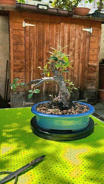Oak bonsai (Quercus) - Hoogte (boom): 50 cm - Diepte (boom): beschikbaar voor biedingen