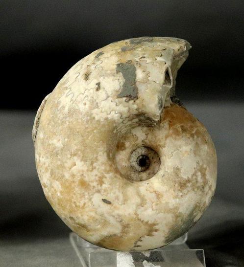 Een zeldzame ammoniet met mooie hechtlijnen - Gefossiliseerd, Verzamelen, Mineralen en Fossielen