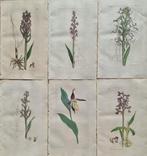 James Edward Smith (1759/ 1828) - James Sowerby (1757/ 1822), Antiek en Kunst