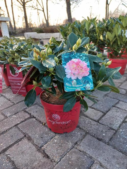 Rhododendron Hybr. Easydendron Percy Wiseman 40cm, Tuin en Terras, Planten | Bomen, Ophalen