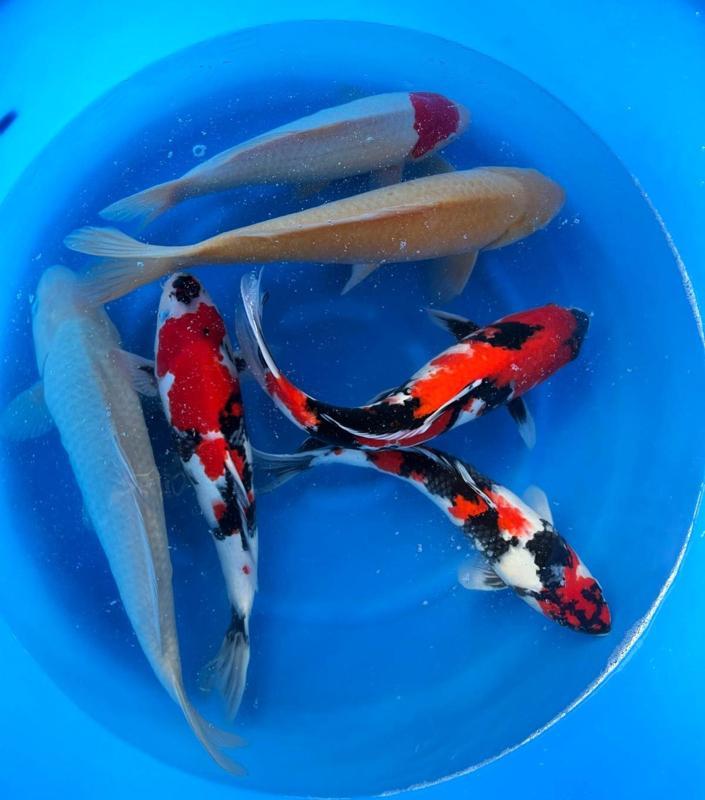 Hirasawa Marusei 45-55cm (Japanse Koi), Dieren en Toebehoren, Vissen | Vijvervissen, Karper of Koi