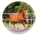 8 Paarden cupcake wrappers en 8 cupcake toppers, Hobby en Vrije tijd, Verzenden, Nieuw, Cupcakes, Versiering