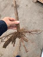 Paulownia boom | Shan tong | Corazon klimaatbomen Actie, Ophalen of Verzenden, Lente, Volle zon, Overige soorten