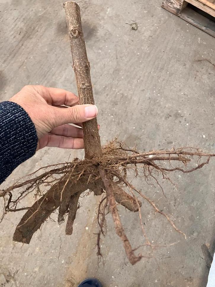 Paulownia boom | Shan tong | Corazon klimaatbomen Actie, Tuin en Terras, Planten | Bomen, Overige soorten, Volle zon, Lente, Ophalen of Verzenden