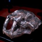 Zwarte jaspis sabeltandtijger-schedel - Een betoverend