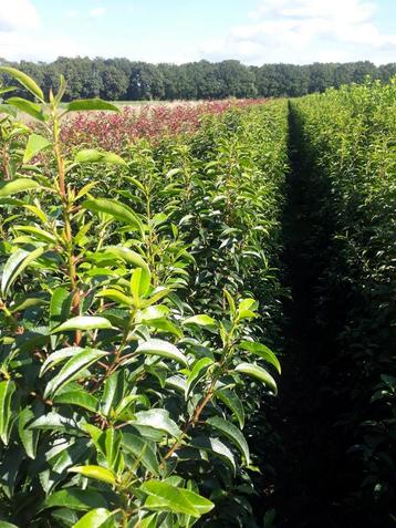 AKTIE Portugese Laurier (Prunus Lucitanica) 80 tot 225 cm beschikbaar voor biedingen