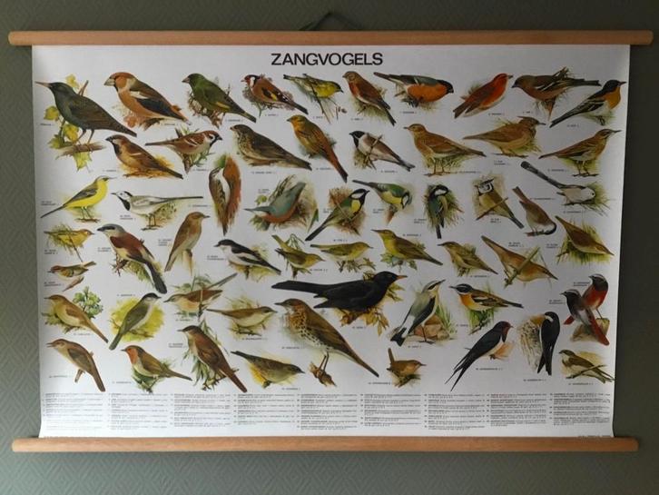 Schoolplaat posters Zangvogels ,Roofvogel Uilen ,Zoogdieren, Antiek en Kunst, Antiek | Schoolplaten, Natuur en Biologie, Ophalen of Verzenden