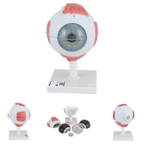 Anatomie model oog, 6-delig, 13x14x21 cm, Sport en Fitness, Overige Sport en Fitness, Verzenden