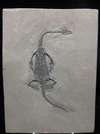 Fossiel - Fossiele matrix - Keichousaurus sp. - 25.5 cm - 19