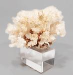 Blumenkoralle verzamelobject - Hoogte: 20 cm - Breedte: 19, Nieuw