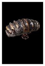 Stegodont - Fossiel bot - 18 cm