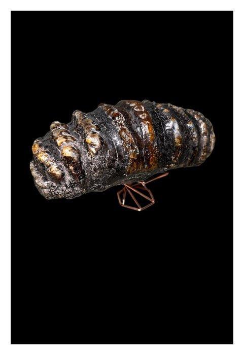 Stegodont - Fossiel bot - 18 cm, Verzamelen, Mineralen en Fossielen