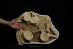Enorme plaquette met skelet van gigantische Plesiosaurus -