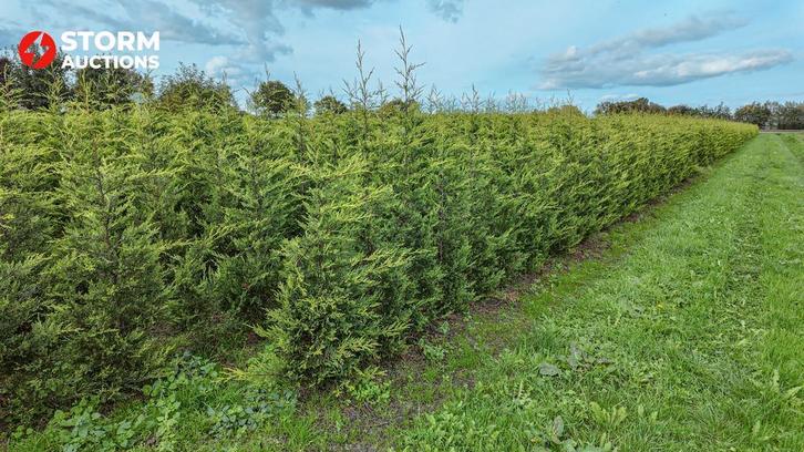 Leylandii Gold 175–200 cm – conifeer haagplant veiling, Tuin en Terras, Planten | Bomen