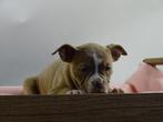 Old English Bulldog pups! | Mogen mee! | Hartelijk Welkom., Parvo, Nederland, 8 tot 15 weken, Bulldog