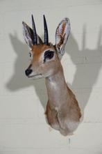Steenbok Taxidermie volledige montage - Raphicerus, Verzamelen, Dierenverzamelingen, Nieuw