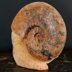 Zeldzaam fossiel specimen - rode ammoniet op originele, Verzamelen, Mineralen en Fossielen