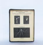 Lesmateriaal - Vintage educatief anatomisch model -