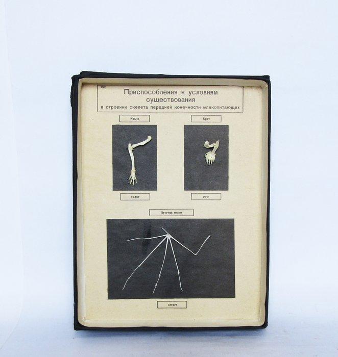 Lesmateriaal - Vintage educatief anatomisch model -, Antiek en Kunst, Curiosa en Brocante