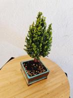 Chamaecyparis - Hoogte (boom): 26 cm - Diepte (boom): 12 cm