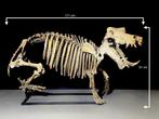 Nijlpaard - Fossiel skelet - Hippopotamus lemerlei - 171 cm, Verzamelen, Mineralen en Fossielen