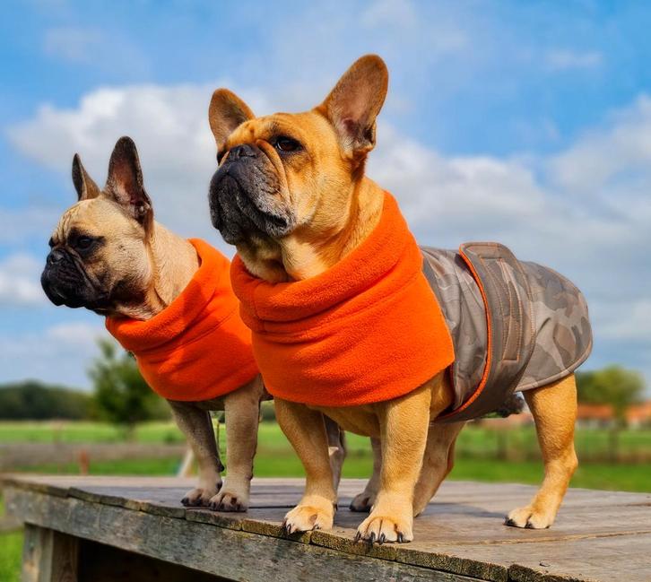 Caren B Hondenjas, Dieren en Toebehoren, Hondenkleding, Hondenjas, Nieuw