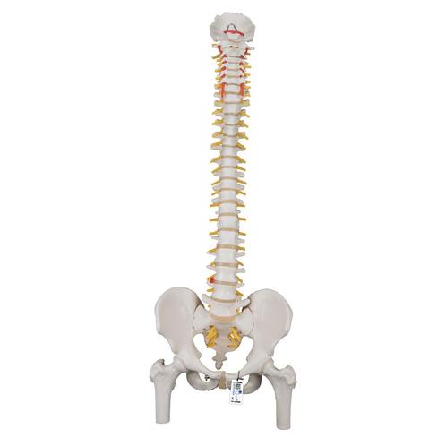 Anatomie model wervelkolom met femurkoppen, 83 cm, Sport en Fitness, Massageproducten