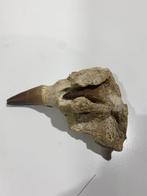 Mosasaurus - Gefossiliseerde kaak - Mandíbula fosilizada -, Verzamelen