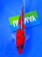 HQ Goshiki van Yamaju  35cm (Japanse Koi), Karper of Koi