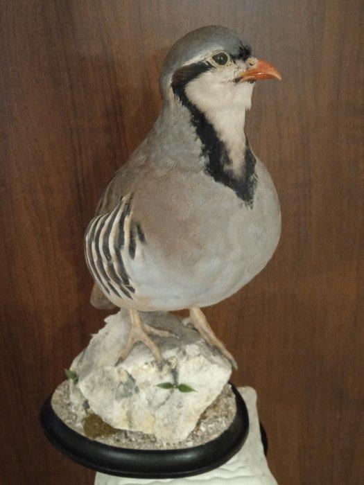 Chukar fazant Taxidermie volledige montage - Alectoris, Verzamelen, Dierenverzamelingen