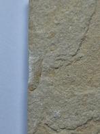 Kreeft - Gefossiliseerd dier - Shrimps/fish - 12.5 cm, Verzamelen, Mineralen en Fossielen