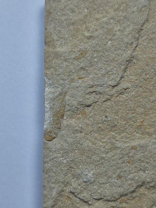 Kreeft - Gefossiliseerd dier - Shrimps/fish - 12.5 cm, Verzamelen, Mineralen en Fossielen