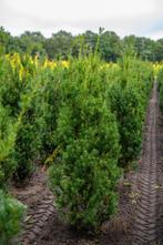 Taxus media Hicksii 125-150 met kluit, Tuin en Terras, Ophalen, Conifeer, Haag, 100 tot 250 cm