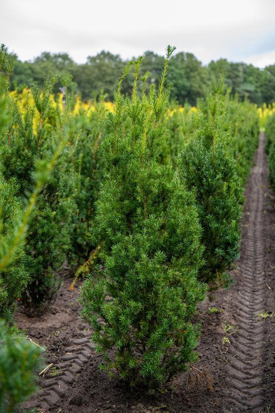 Taxus media Hicksii 150-175 met kluit, Tuin en Terras, Planten | Struiken en Hagen, Conifeer, Haag, 100 tot 250 cm, Ophalen