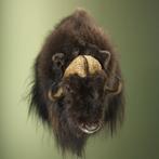 Muskusos Taxidermie Opgezette Dieren By Max, Verzamelen, Dierenverzamelingen, Ophalen of Verzenden, Nieuw, Wild dier, Opgezet dier