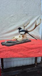 Pie - Cerf élaphe Taxidermie wandmontage - Pica Pica -, Verzamelen, Nieuw